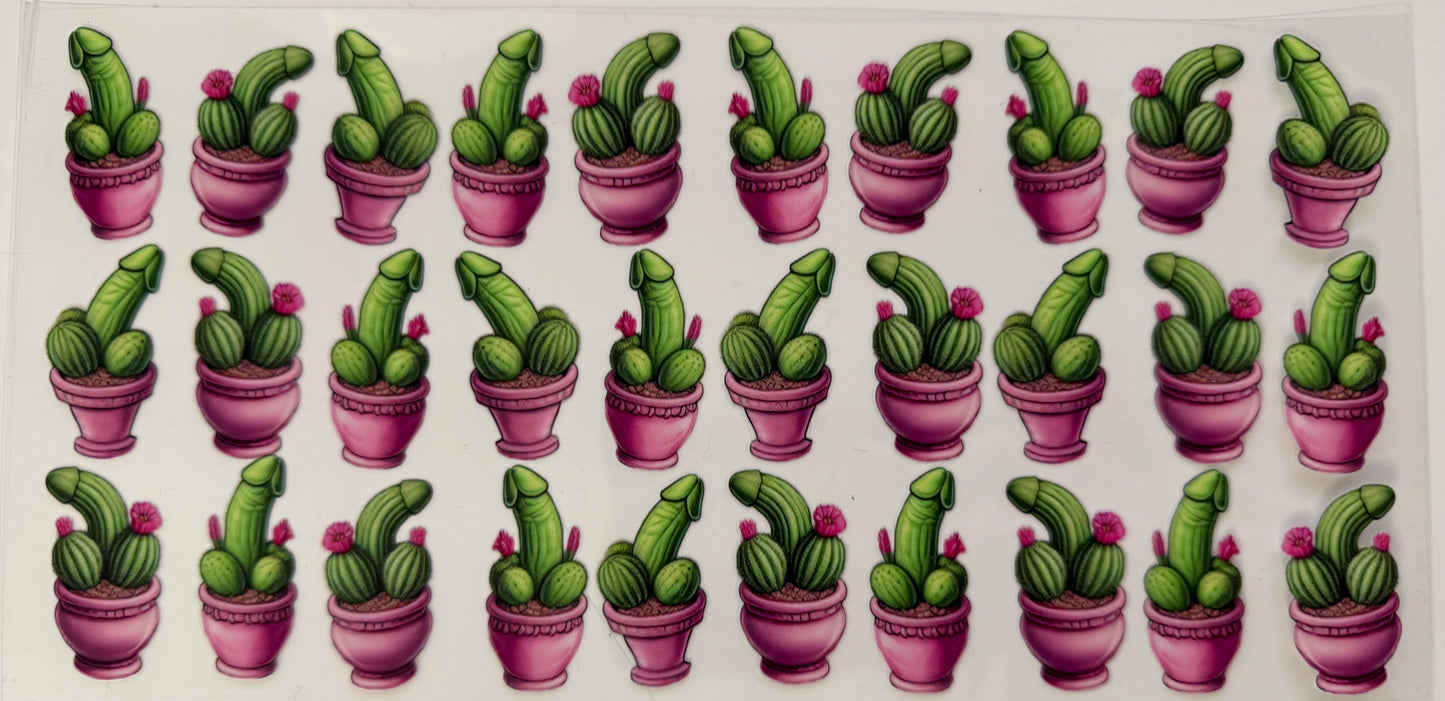 Cactus lil willys
