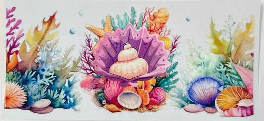 Seashells